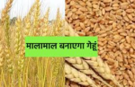 CM's big announcement for wheat farmers in MP