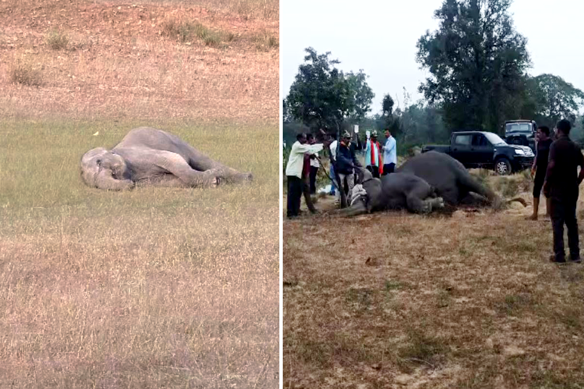 Bandhavgarh National Park