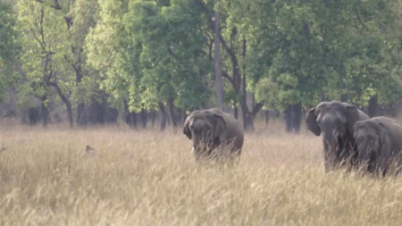 Tiger Reserve