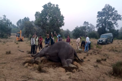 बांधवगढ़ टाइगर रिजर्व में एक और हाथी की मौत, तीन दिन में 9 हाथियों ने दम तोड़ा - image