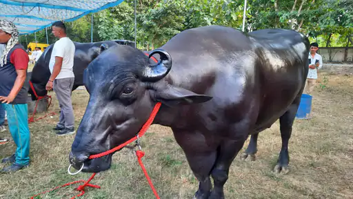 Meerut Buffalo Fair