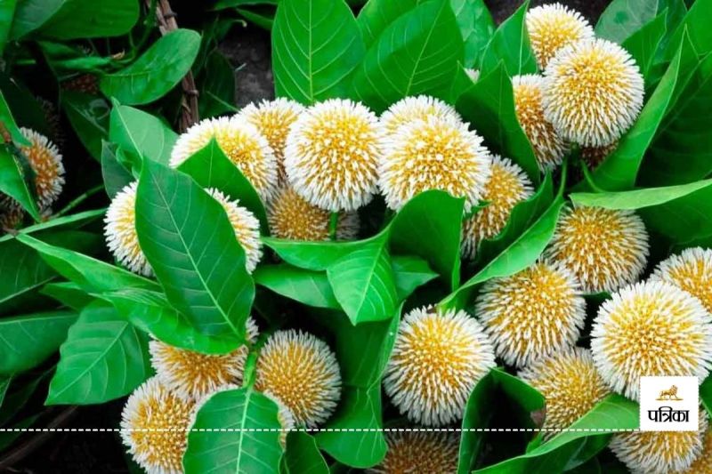 kadamb ke phool ke upay