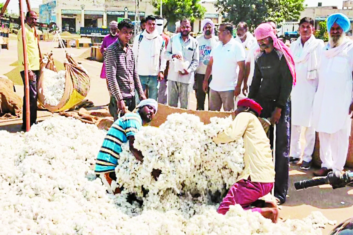 सफेद सोने की आवक शुरू, समर्थन मूल्य से अधिक मिले दाम