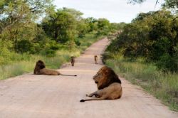 Lion Safari: राजस्थान में यहां पर्यटकों को मिलेगी लॉयन सफारी की सौगात, जानिए कब
कर सकेंगे शेरों का दीदार - image