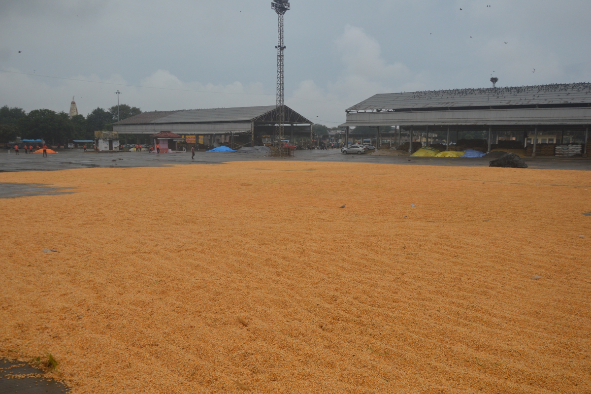 Kota Mandi Bhav : सोयाबीन तेज, सरसों व धान में मंदी