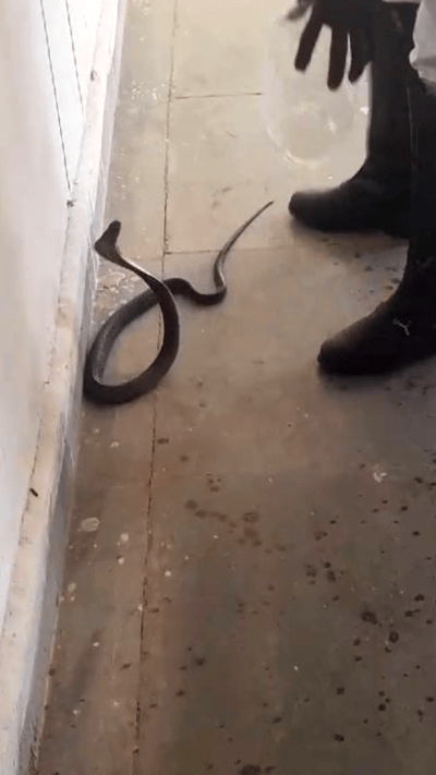 Short video poster image