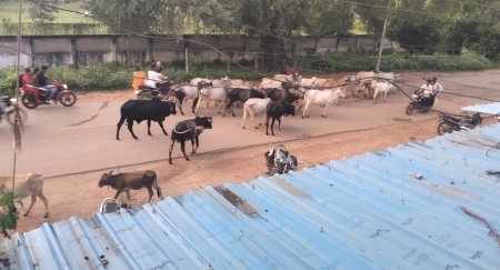 सड़कों पर आवारा मवेशियों का डेरा