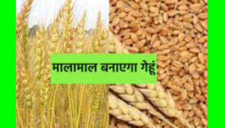 Baba Ramdev's Patanjali will buy wheat from MP farmers