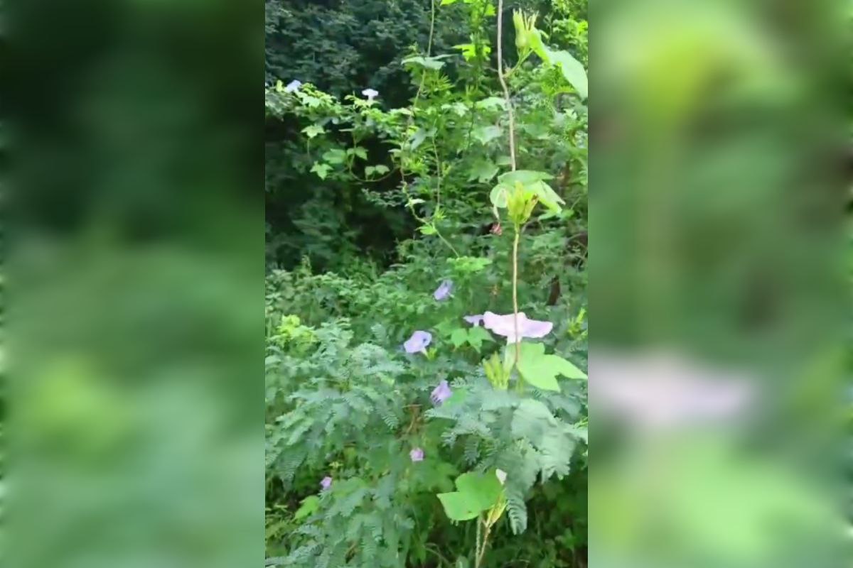 VIDEO: मानसून की मेहरबानी से बाला किला क्षेत्र में बिखरी प्राकृतिक सुंदरता