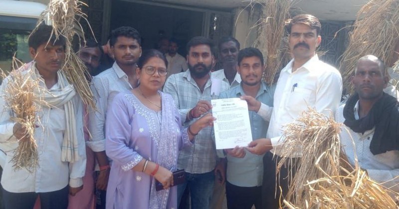 कीट लगने से धान की 50 फीसदी फसल चौपट, सर्वे कराने भटक रहे किसान