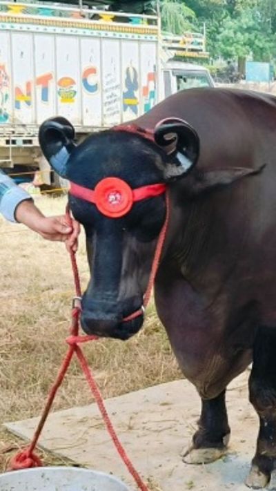 Short video poster image