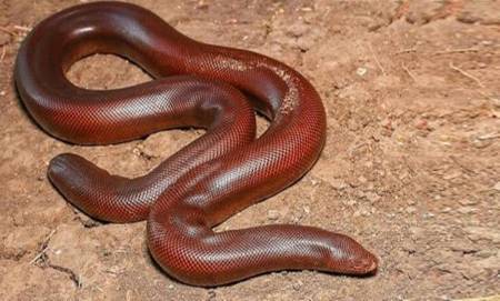 red sand boa snake