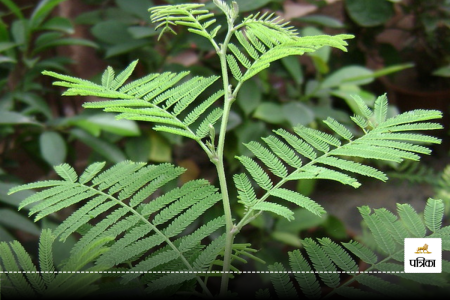 shami tree puja on dussehra