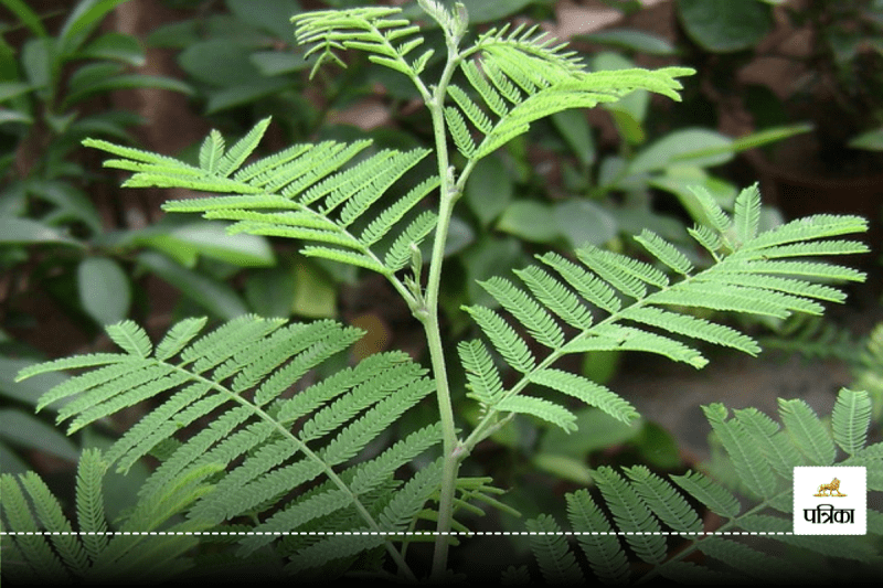 shami tree puja on dussehra