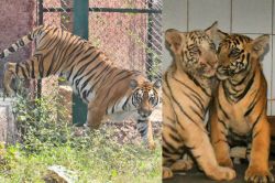 Wildlife Safari : पूरे देश में केवल यह तमगा जयपुर के पास : लेपर्ड, लॉयन, एलीफेंट
के बाद अब टाइगर की सफारी की मिली सौगात - image