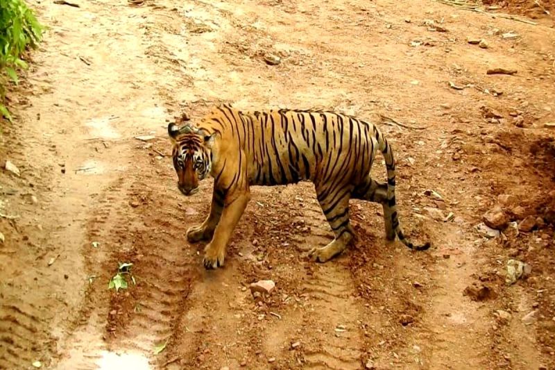 रामगढ़ विषधारी टाइगर रिजर्व: पहले भी तेरह बाघों की हो चुकी है मौत
