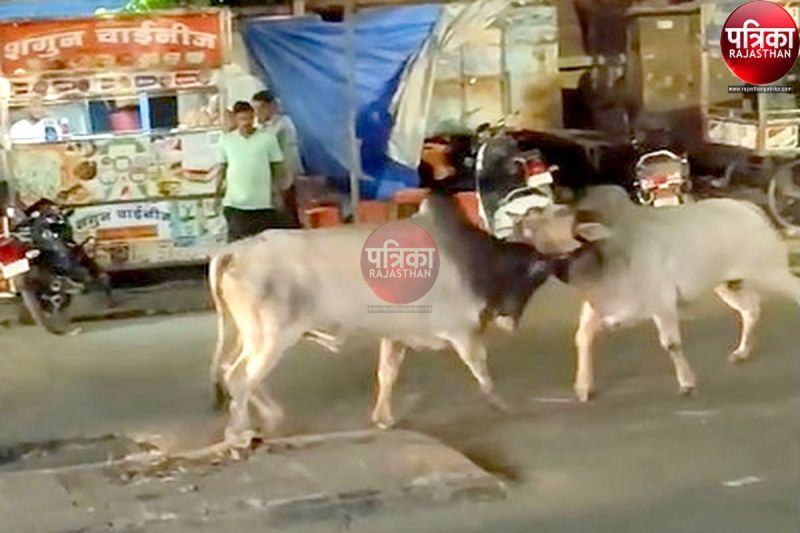 Watch Video : यहां सड़क के बीच भिड़े दो सांड, मची अफरा-तफरी