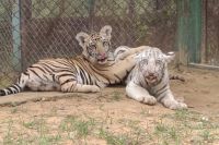 Nahargarh Biological Park Tiger Cubs