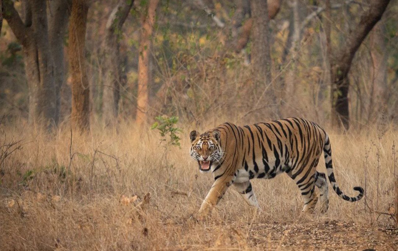 टाइगर रिजर्व में जल्द नजर आएंगे नन्हे शावक, बाघिन राधा जल्द देगी खुशखबरी