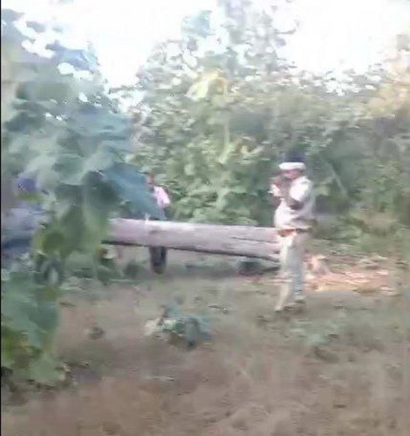 कटाई के दौरान नजर आ रहा वनकर्मी