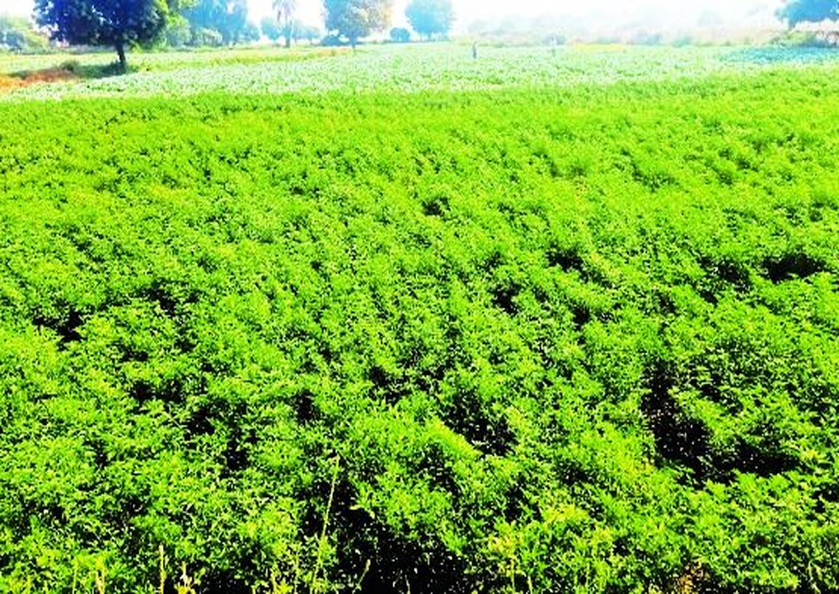 इस गांव की पहचान एक प्रमुख सब्जी उत्पादक गांव के रूप में जानी जाती है। गांव के 90 फीसदी किसान सब्जी की खेती करके अपने परिवार का पालन-पोषण करते हैं।