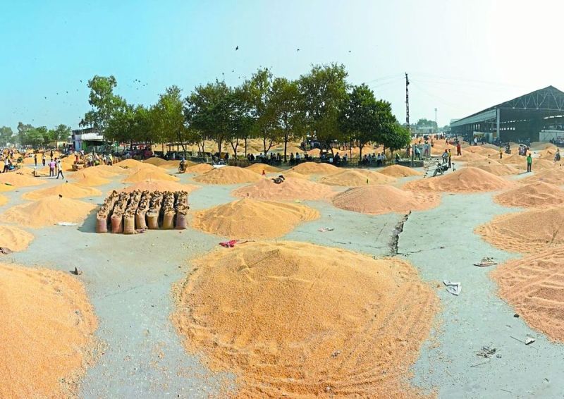 पाली, जोधपुर, भीलवाड़ा, अजमेर तथा जयपुर समेत कई जिलो में मक्का की डिमाण्ड बनी हुई है।