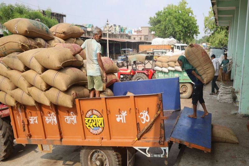 बढ़ती मांग ने बाजरा के दामों में लगाए पंख Increasing demand boosted millet prices