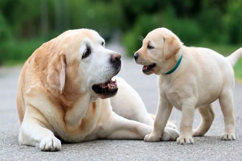 Online Dog Registration