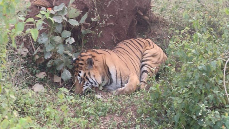 मौके पर पड़ा अंतिम सांस लेता बाघ।