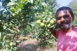 Gonda News: शिक्षक पात्रता परीक्षा पास करने के बाद शुरू किया बागवानी मिशन,
ताइवानी अमरूद की खेती कर हो रहे मालामाल - image