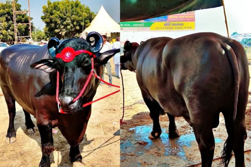 23 crore buffalo becomes the center of attraction in Pushkar fair 2024