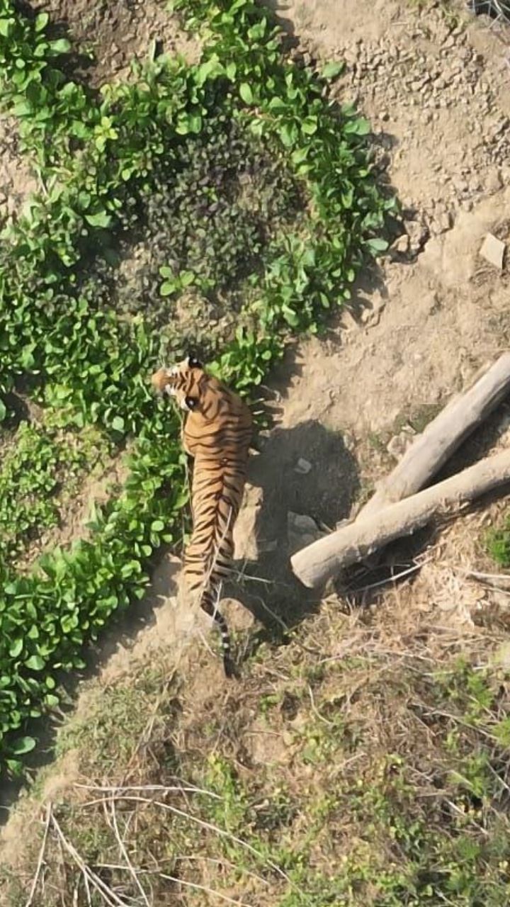 Tiger in CG: 9 घंटे बाद बाघ का सुरक्षित रेस्क्यू, वन विभाग की टीम रही मौजूद