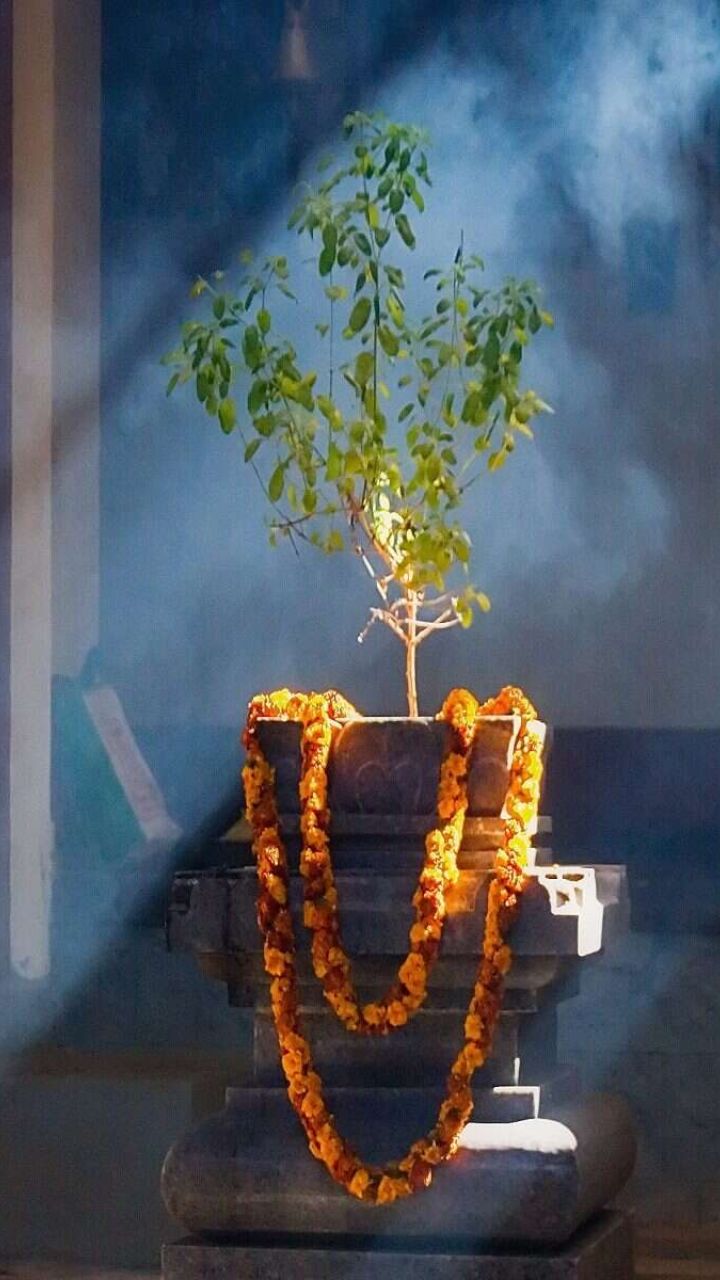 Dev Uthani Ekadashi 2024: देवउठनी एकादशी के दिन भूलकर भी न करें ये काम, वरना पछ्ताएंगे