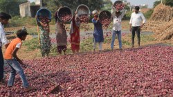 Alwar Onion : किसानों के लिए अच्छी खबर, इस बार प्याज की क्वालिटी अच्छी होने से
बढ़े दाम, जानें क्या है मंडी भाव - image