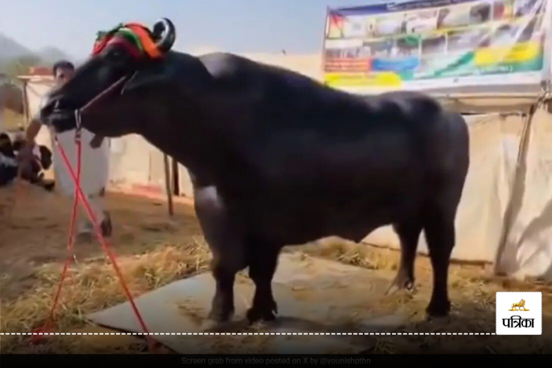 Anmol Buffalo Pushkar Mela 2024