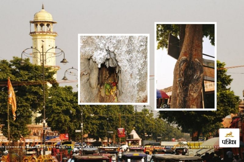 Jaipur Famous Tripolia Bazar identity is in Danger These 150 Year Old Ashoka Trees will remain only in Memories