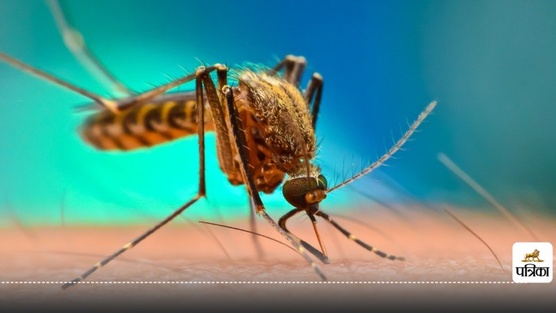 Ayurvedic Remedy for Dengue