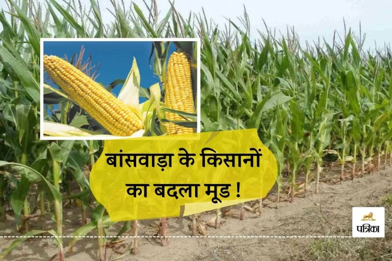 Rajasthan Banswara is No Longer Stronghold of Maize this Crop is Very Popular