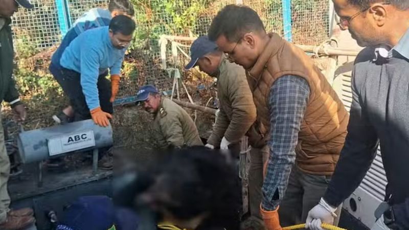 Bears died due to electrocution