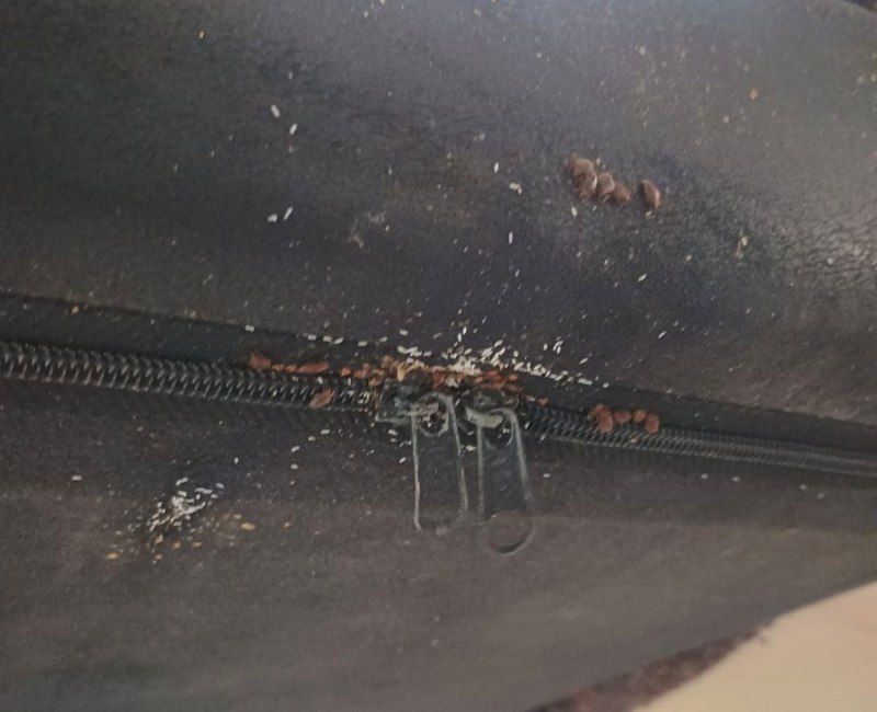 खटमल से परेशान होकर निजी अस्पताल में जा रहे मरीज