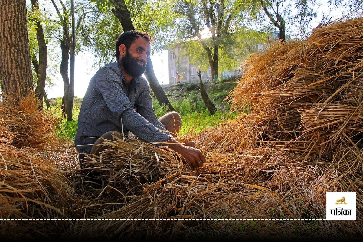 CG Dhan Kharidi 2024