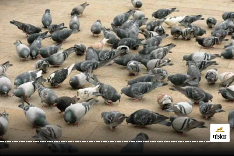 Feeding pigeons