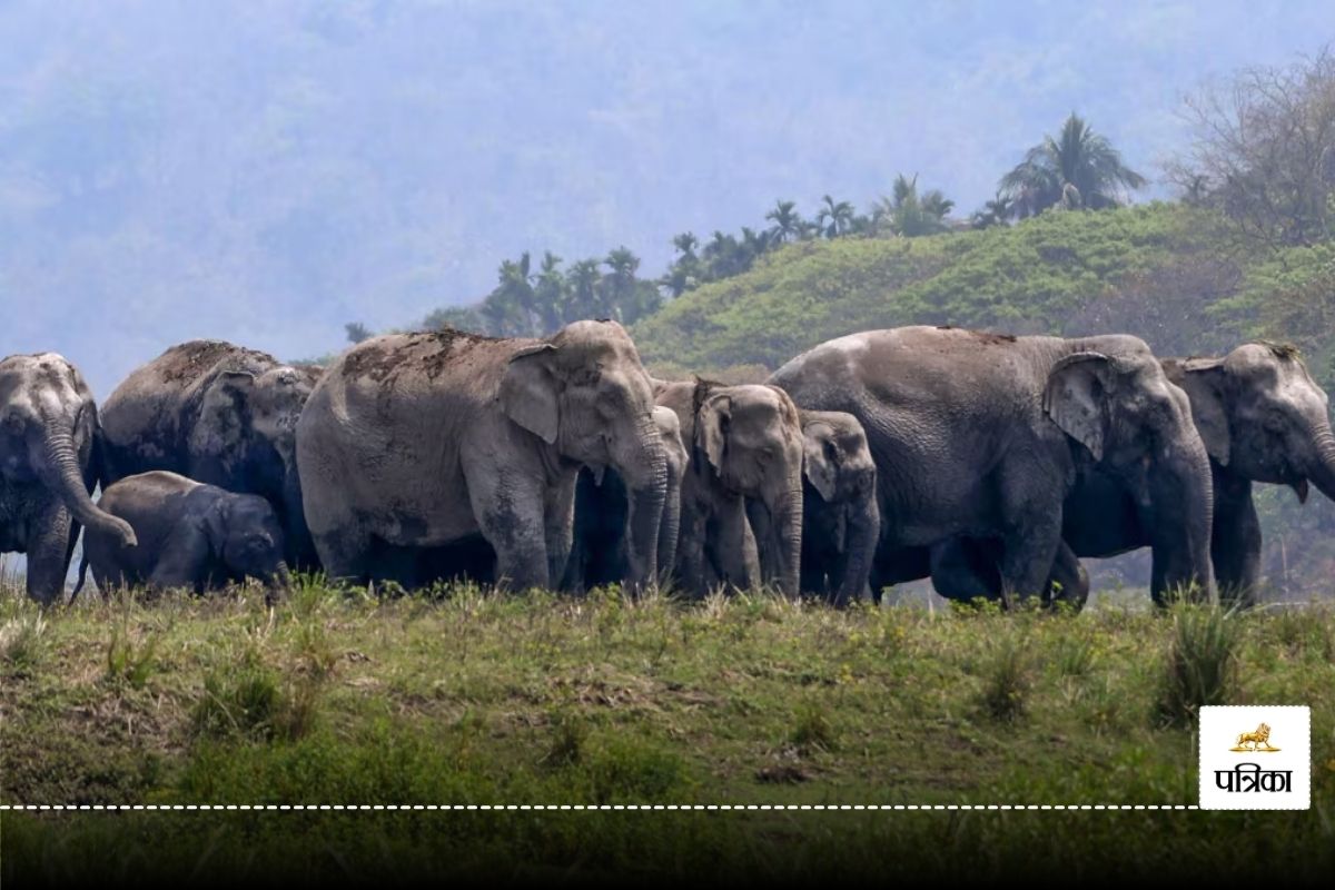 Elephant In CG: इस गांव में घुस आया 35 हाथियों का झुंड, घरों में कर रहे
तोड़फोड़… लोगों में दहशत