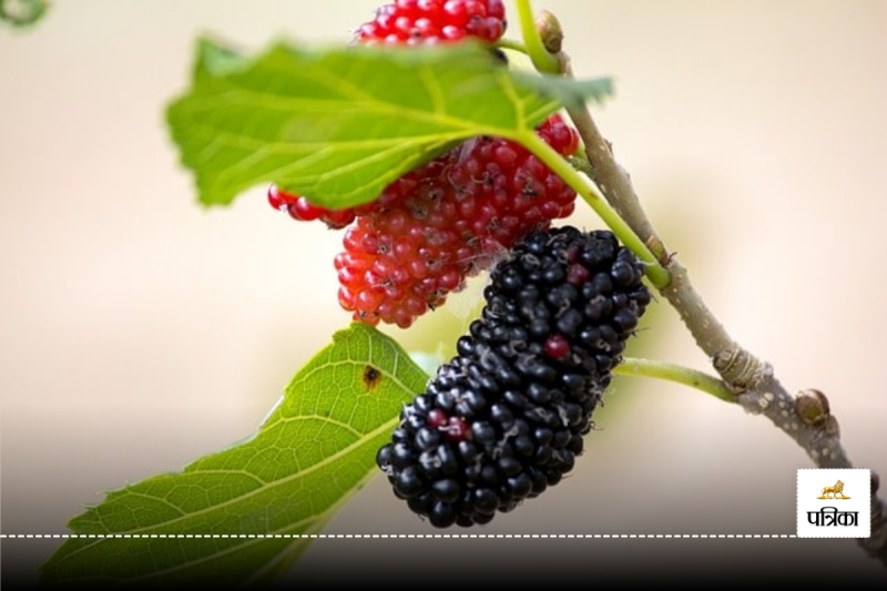 Benefits of eating Mulberry