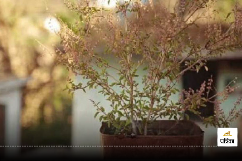 Tulsi Ka Dharmik Mahatva