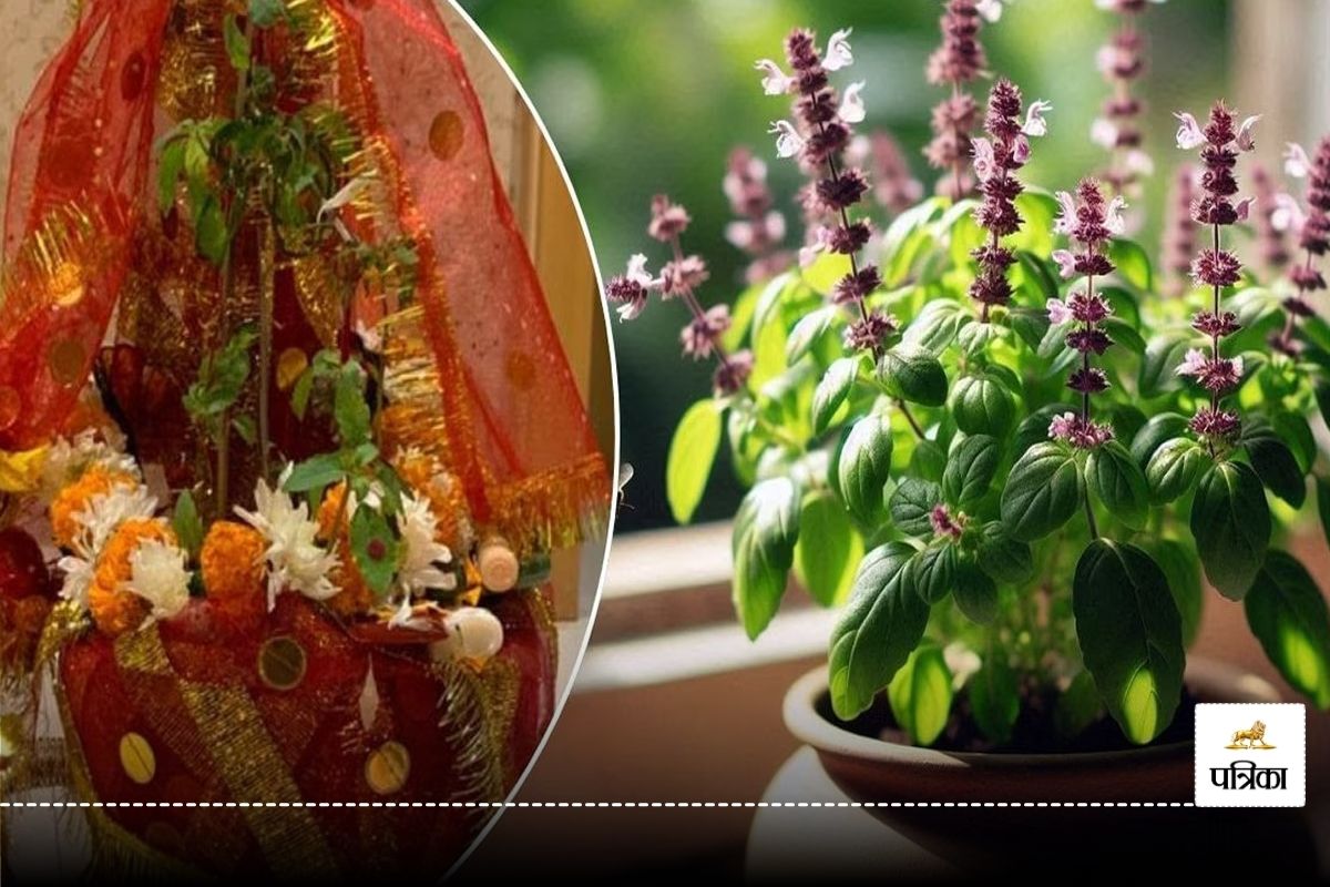 Tulsi Vivah 2024: Know date and auspicious time of Tulsi marriage