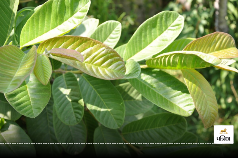 The leaves of this fruit are beneficial in reducing weight, know its benefits