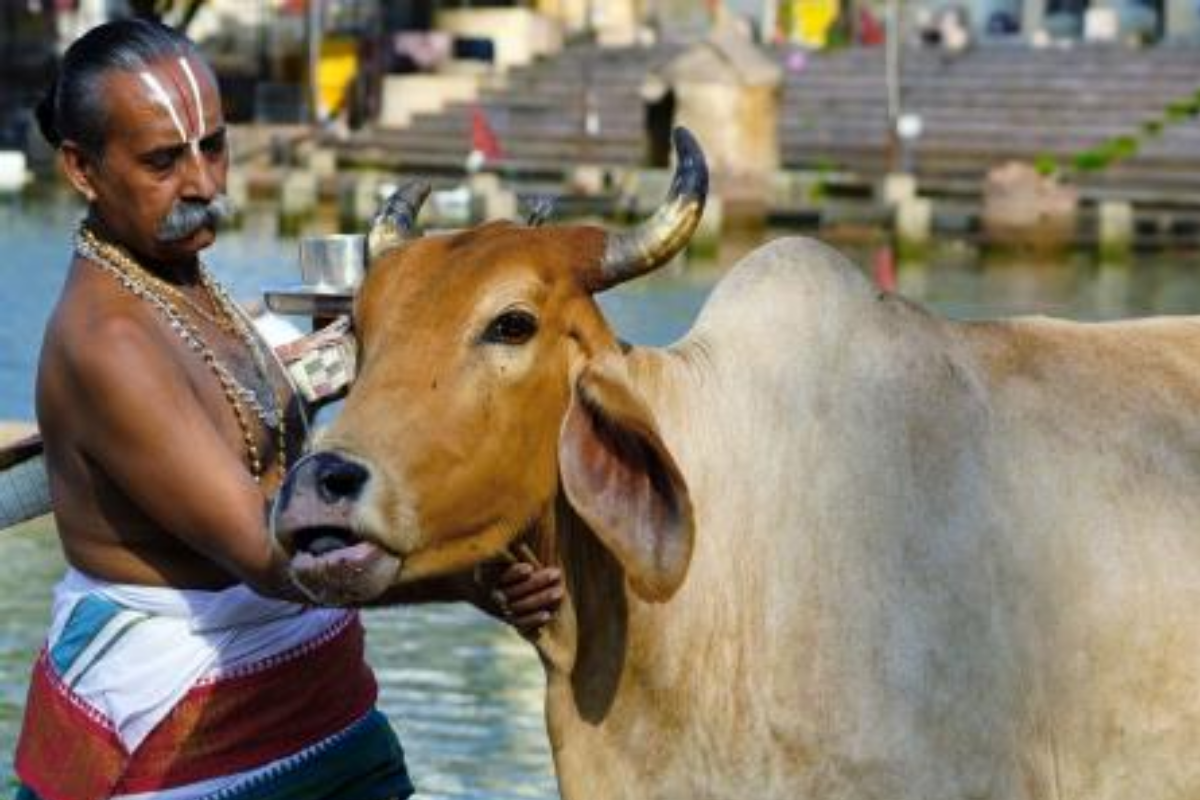 Cow Puja Benefits: सनातन धर्म में क्या है गाय का महत्व, यहां जानिए