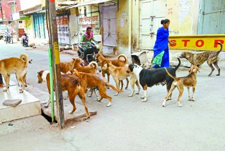 नगर निगम की डॉग कंट्रोलर एजेंसी फाइनल