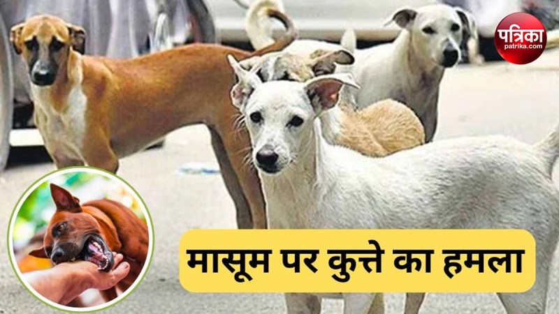 Dogs fatally attack 6 innocent people in Rampur